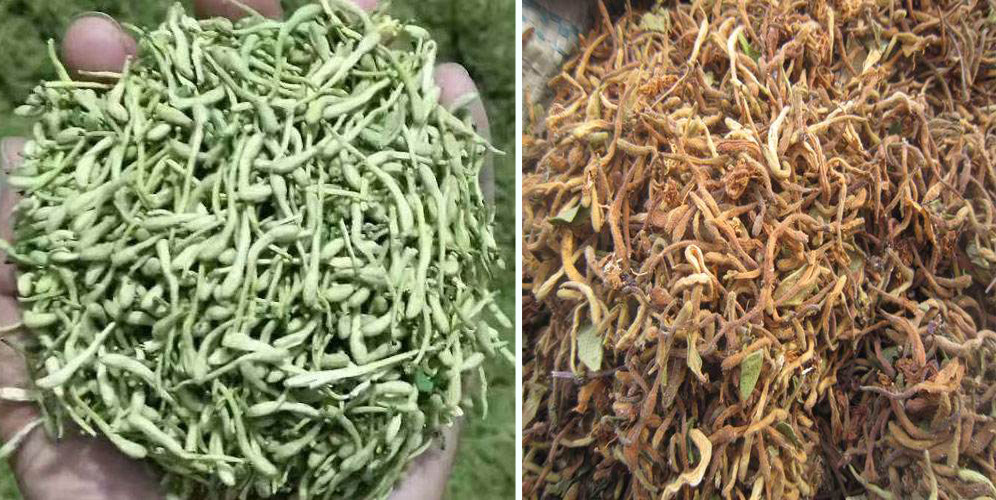 烘干金銀花畝產(chǎn)利潤多少？專業(yè)廠家詳解真實利潤